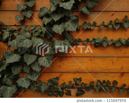 Detailed view of green plant ivy on textured wood, background, mobile photo 115697959