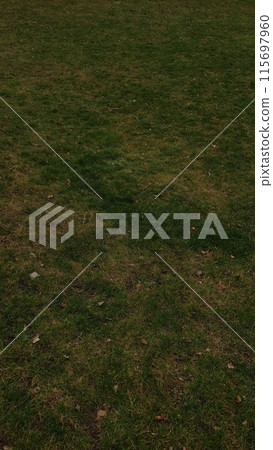 A green grass of a field, mobile photo, vertical 115697960