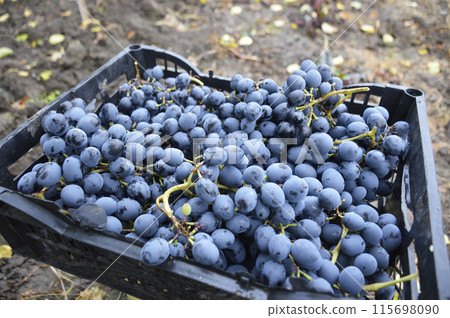 harvested late grapes in a plastic box. collection of ripe, juicy berries 115698090