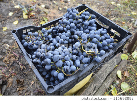harvested late grapes in a plastic box. collection of ripe, juicy berries 115698092