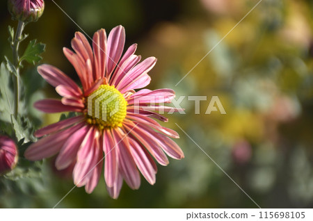 defocused autumn flower in the rays of the sun at sunset 115698105