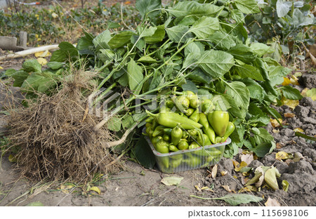 last harvest of sweet bell peppers. unripe fruits next to uprooted bushes 115698106