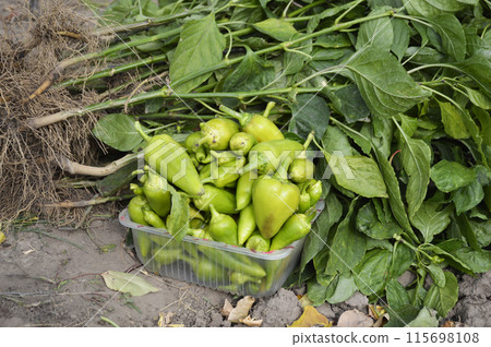 last harvest of sweet bell peppers. unripe fruits next to uprooted bushes 115698108