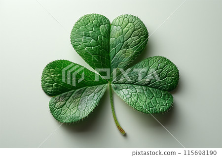 Four leaf clover symbolizing luck and happiness, placed on a plain white background St. Patricks Day 115698190
