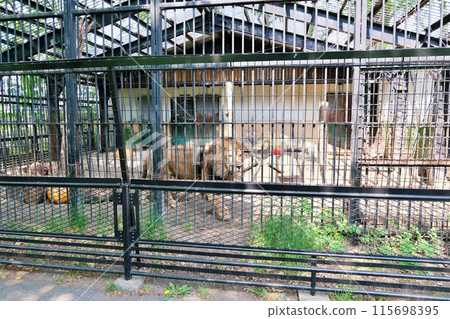 Obihiro Zoo: Lion enclosure 115698395