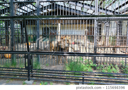 帶廣動物園獅子屋場景 115698396