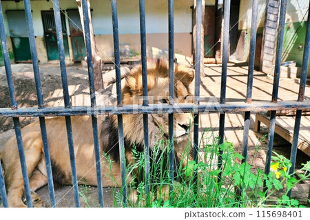 帶廣動物園獅子屋場景 115698401