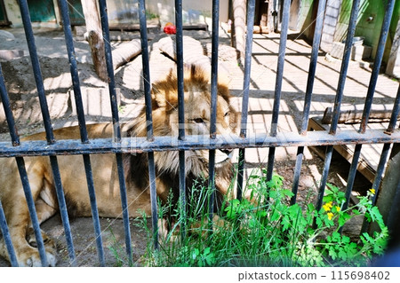 帶廣動物園獅子屋場景 115698402