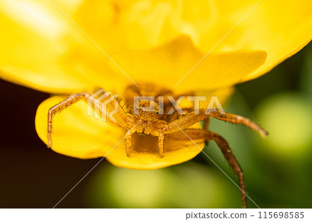 A macro shot of a crab spider waiting on a yellow flower. 115698585