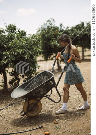 A woman in a dress uses a wheelbarrow in an orchard, doing agricultural work on a sunny day A woman in a dress uses a wheelbarrow in an orchard, doing agricultural work on a sunny day 115698600