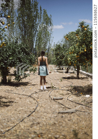A woman strolling through the orange grove in the countryside under a vibrant blue sky A woman strolling through the orange grove in the countryside under a vibrant blue sky 115698627