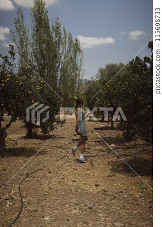 A person is walking in an orange orchard on a sunny day, surrounded by the beauty of the landscape A person is walking in an orange orchard on a sunny day, surrounded by the beauty of the landscape 115698733