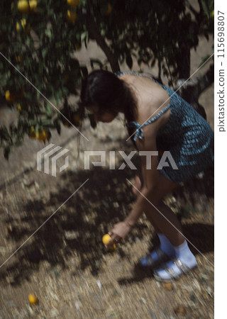 A woman is gathering fruit in a sunny orchard, immersed in the warm glow of sunlight 115698807