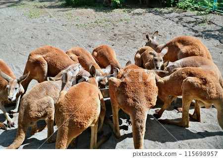 紅袋鼠(附廣動物園袋鼠館) 紅袋鼠(附廣動物園袋鼠館) 115698957