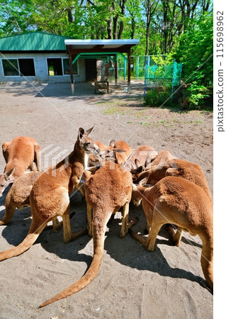 Red kangaroo (Obihiro Zoo Kangaroo House) Red kangaroo (Obihiro Zoo Kangaroo House) 115698962