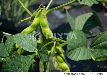 Edamame Edamame 115698989