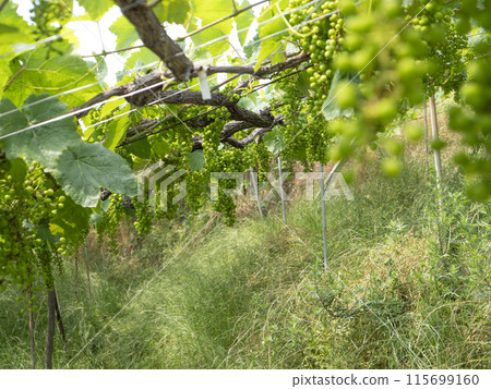 A winery's grape trellis with fruit A winery's grape trellis with fruit 115699160