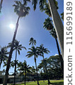 Scenery with palm tree 115699189