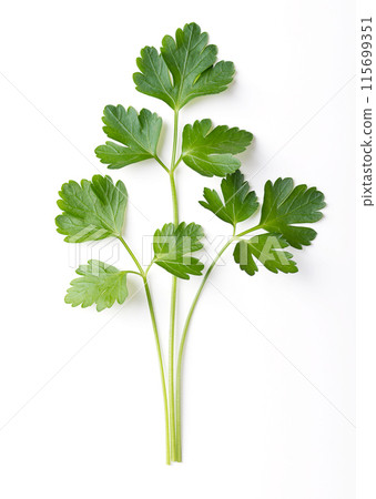 Whole fresh flat leaf parsley sprigs, green twigs of parsley with bright green and not wrinkled leaves. Petroselinum crispum, cultivated as culinary herb, used as a garnish and vegetable. Close-up 115699351