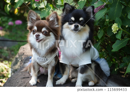 Two friendly chihuahuas Two friendly chihuahuas 115699433