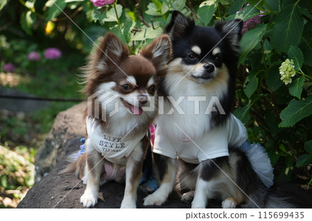 Two Chihuahuas smelling flowers Two Chihuahuas smelling flowers 115699435