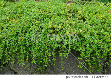 Longicaulis thyme growing on a stone wall Longicaulis thyme growing on a stone wall 115699436