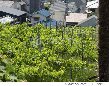 Mountain vineyards and cityscape Mountain vineyards and cityscape 115699499