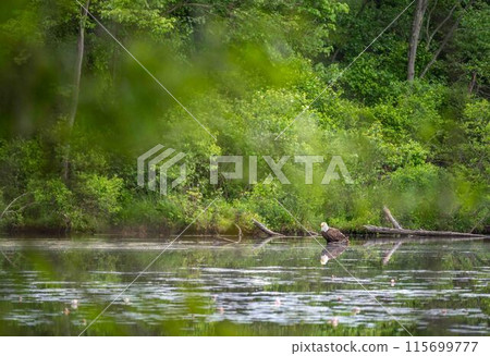 Bald eagle seen through trees lush foliage on an idyllic woodland lake Bald eagle seen through trees lush foliage on an idyllic woodland lake 115699777