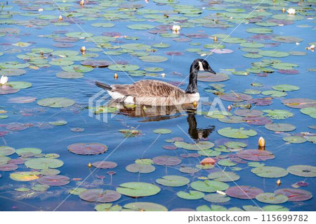 Canada goose on an idyllic lake covered with water lily pads flowers Canada goose on an idyllic lake covered with water lily pads flowers 115699782