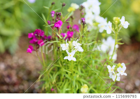 柳穿魚花、金魚草 柳穿魚花、金魚草 115699793