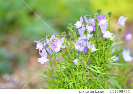 Linaria flower, Snapdragon Linaria flower, Snapdragon 115699795