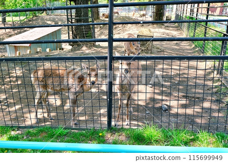 帶廣動物園的蝦夷鹿 帶廣動物園的蝦夷鹿 115699949
