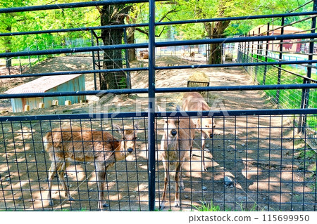Ezo deer at Obihiro Zoo Ezo deer at Obihiro Zoo 115699950