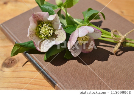 一束淺紫色聖誕玫瑰和一本舊書 115699968