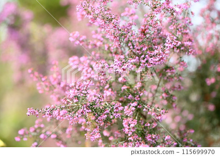 埃里卡的花 埃里卡的花 115699970