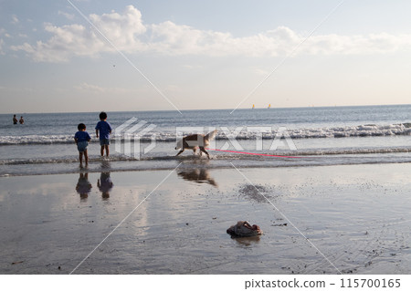Dog and surfer in the Shonan sea 115700165