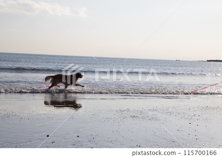 A dog strolling along the coast A dog strolling along the coast 115700166