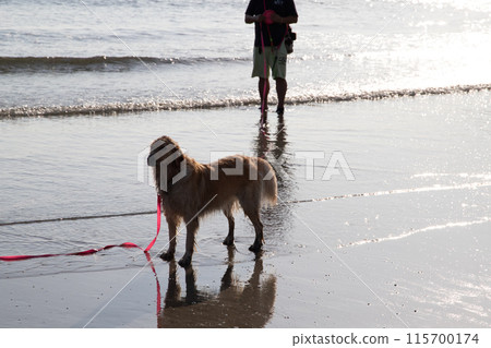 Dog playing in the sea 115700174