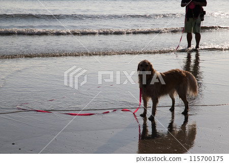 Play with the dog 115700175