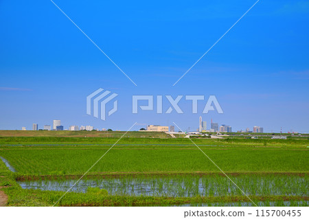 插秧後的稻田，田園風光，前往埼玉新都心 115700455