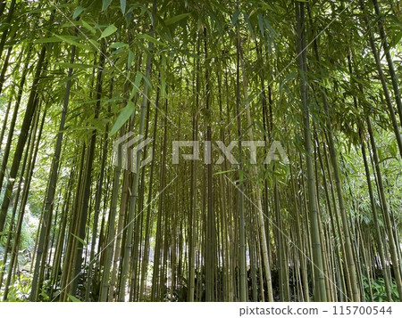 A relaxing space: Kamakura's bamboo forest A relaxing space: Kamakura's bamboo forest 115700544
