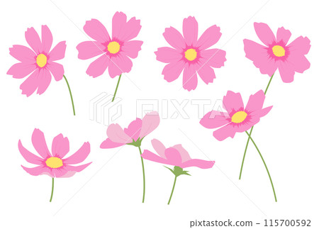 Illustration of various cosmos flowers 115700592