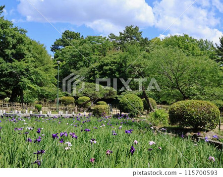 鶴舞公園,鳶尾花盛開的景色 鶴舞公園,鳶尾花盛開的景色 115700593