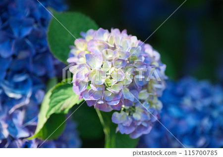 藍色繡球花 藍色繡球花 115700785