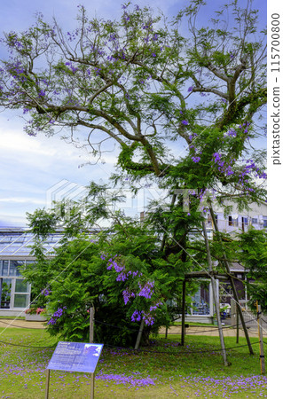 60-year-old Jacaranda tree 60-year-old Jacaranda tree 115700800