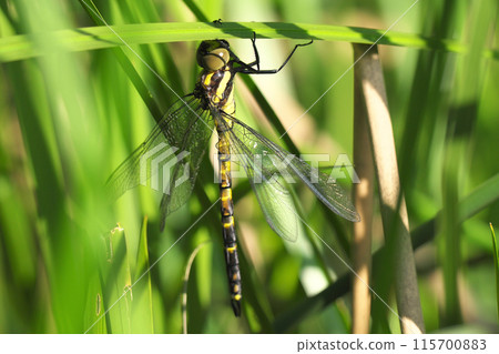 Emergence of Onyangma 115700883