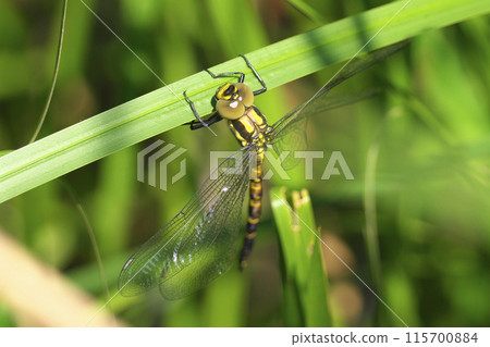 Emergence of Onyangma 115700884