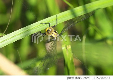 Emergence of Onyangma 115700885