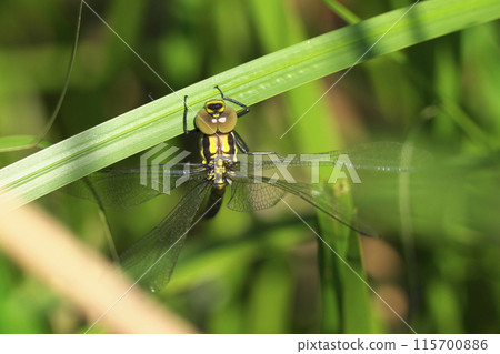 Emergence of Onyangma Emergence of Onyangma 115700886