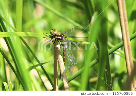 Emergence of Onyangma 115700896